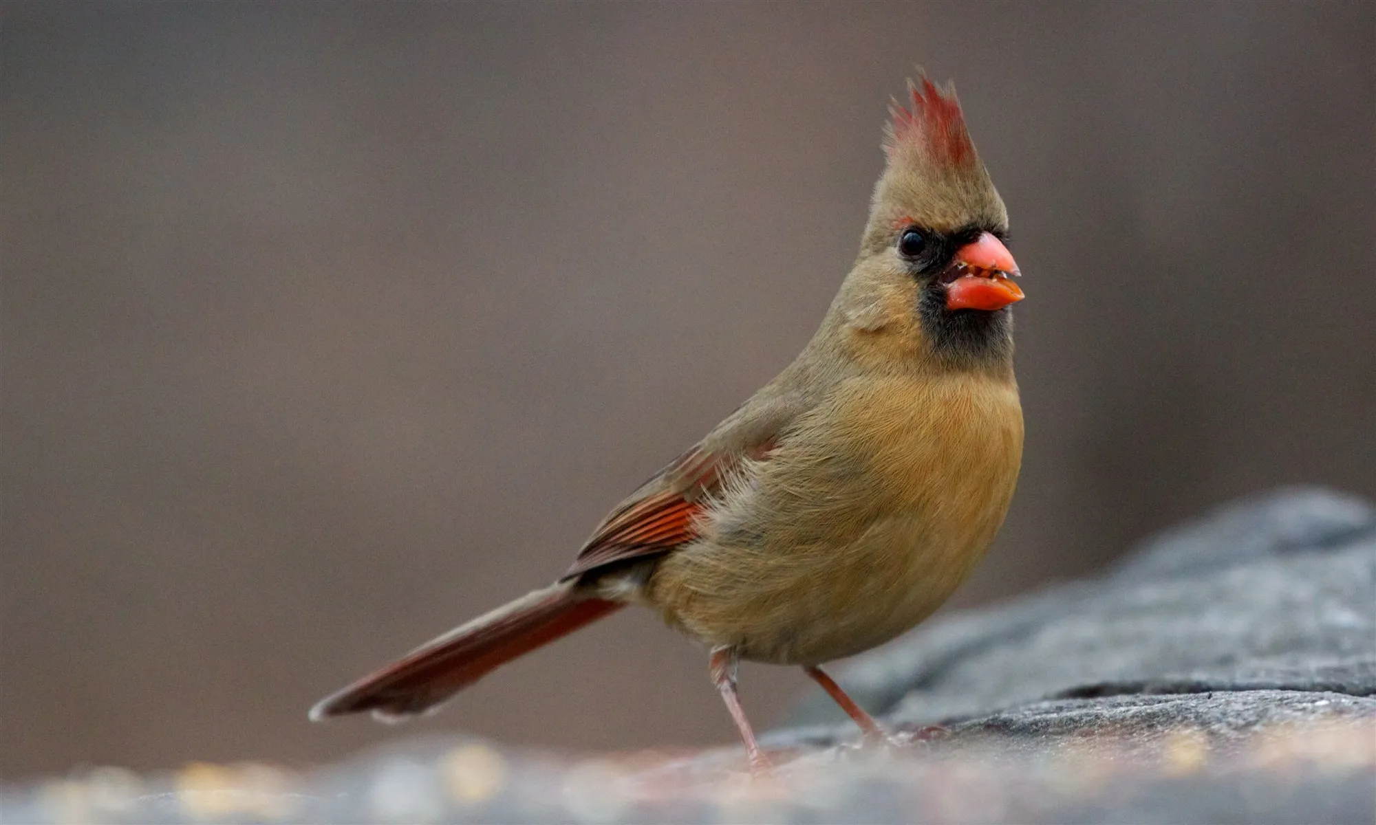 A female Northern Cardinal in side profile, showing her raised crest and orange-red bill.