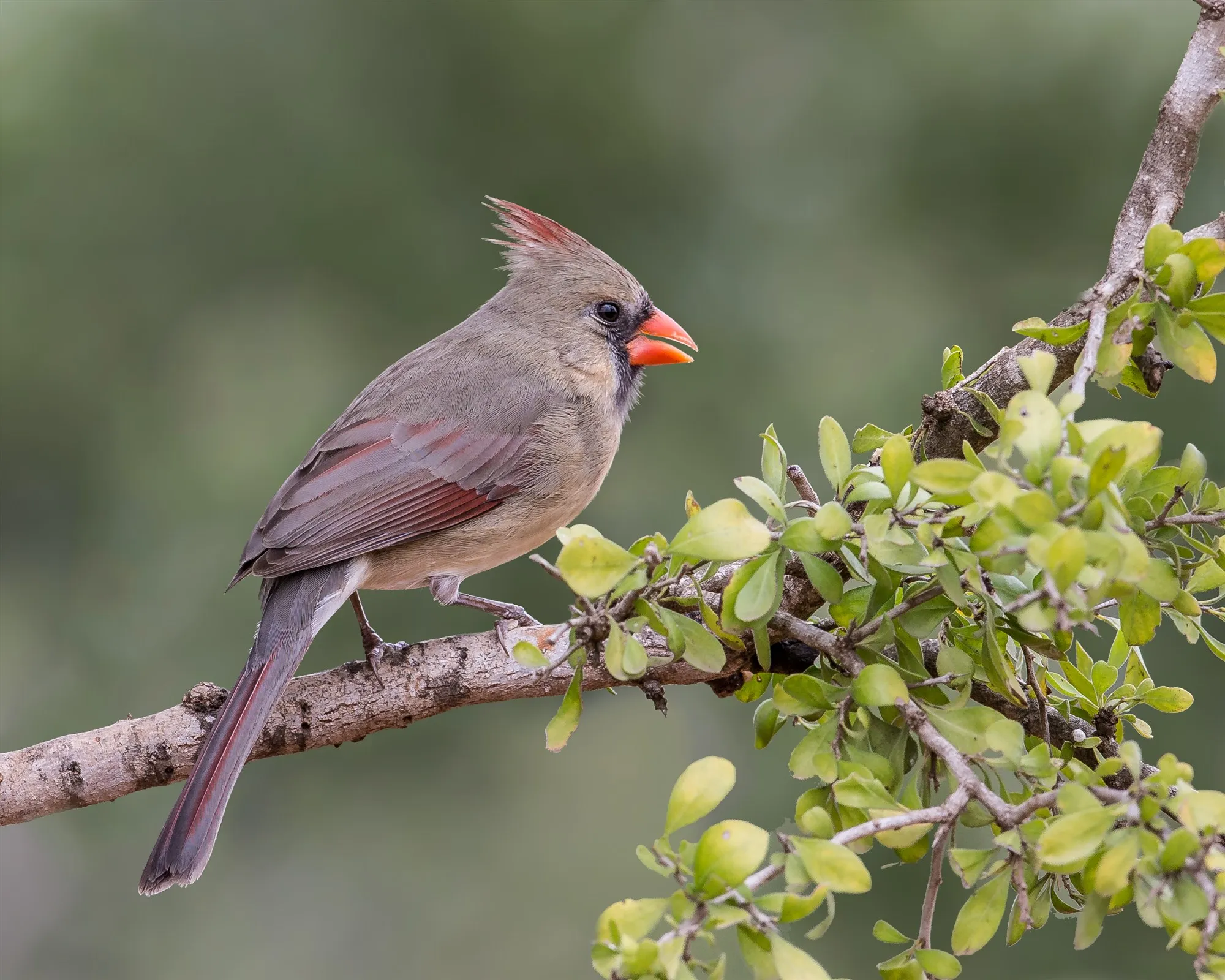 A female Northern Cardinal perched on a leafy branch in Texas.