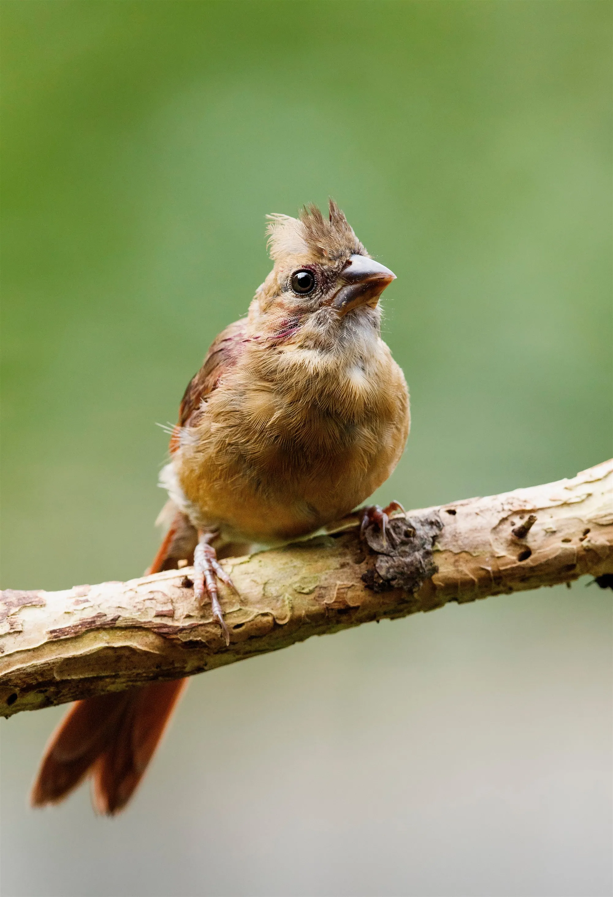 A juvenile Northern Cardinal on a branch, with brown plumage, a short crest, and a dark bill.