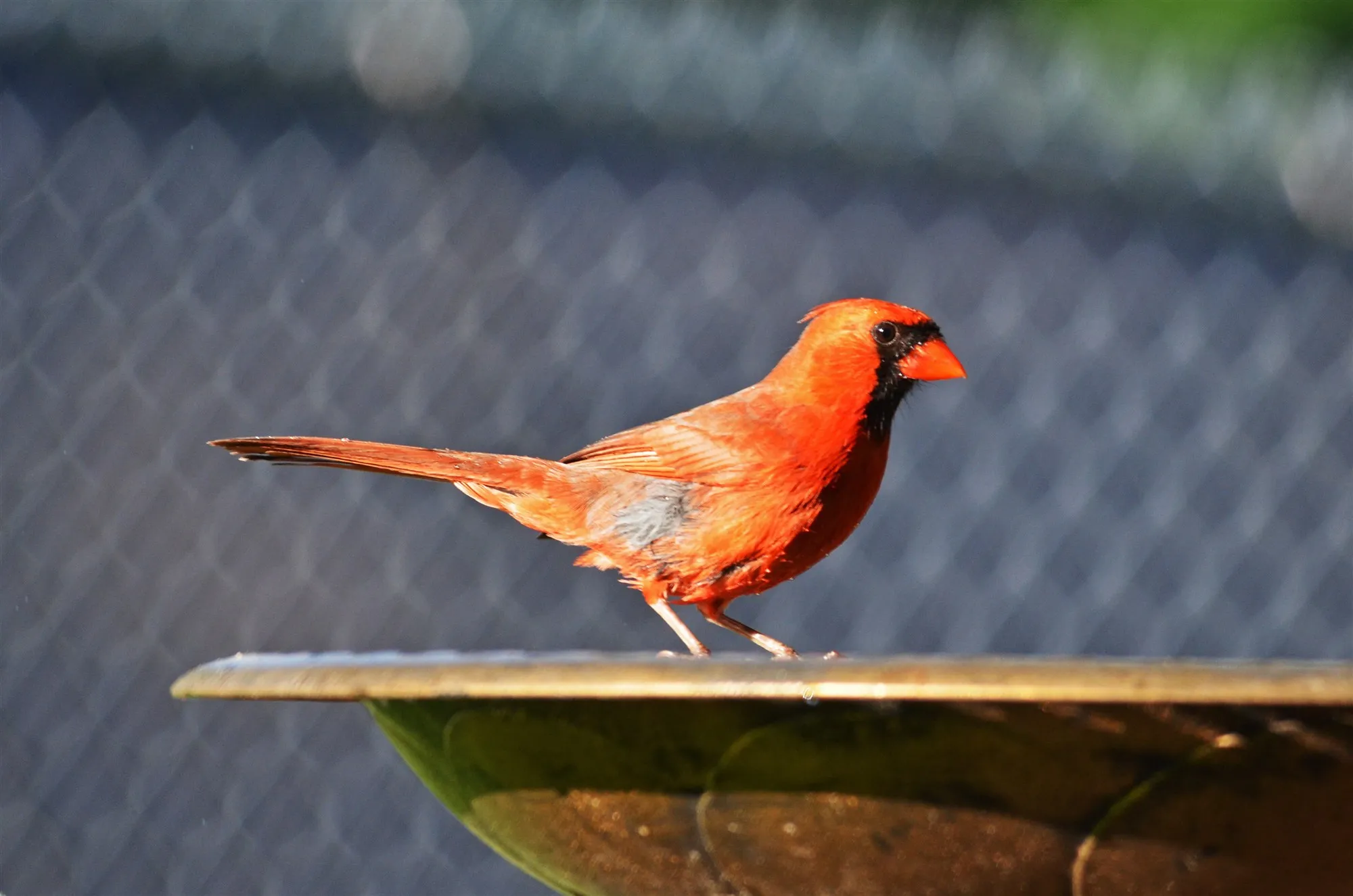 An adult male Northern Cardinal standing on the rim of a bird bath, red overall with a black face around an orange-red bill.