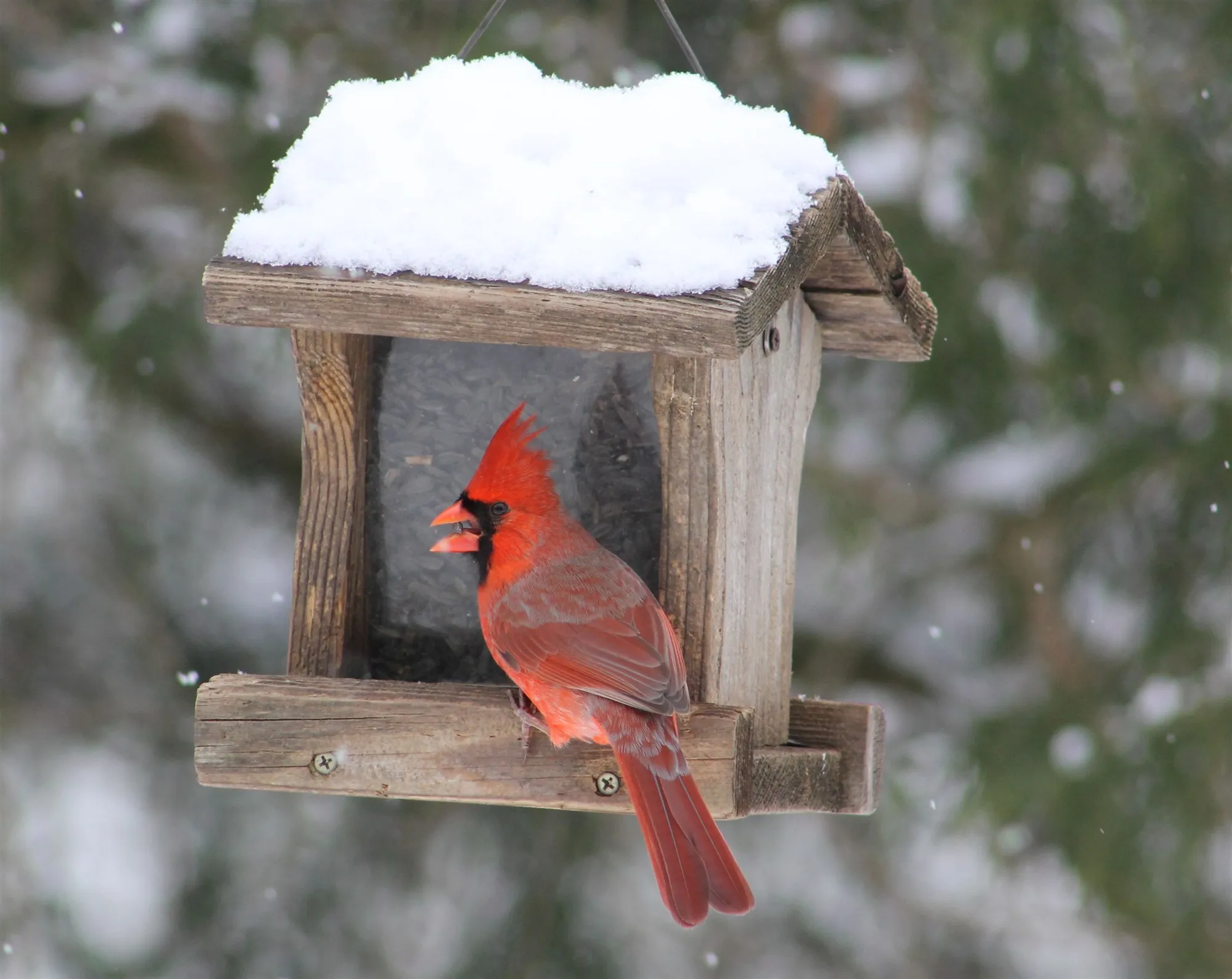 A male Northern Cardinal perched at a snow-covered backyard feeder as light snow falls.